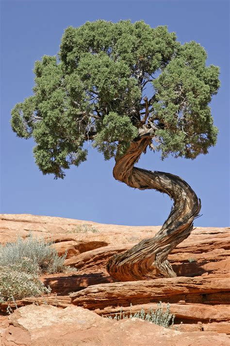 File:Tree Canyonlands National Park.jpg - Wikimedia Commons