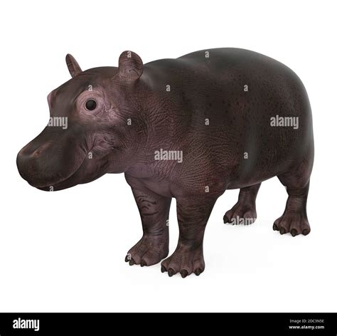 Baby Hippopotamus Isolated Stock Photo - Alamy