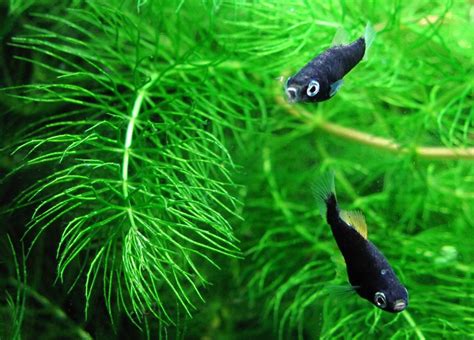 Hornwort – Ceratophyllum demursum Caresheet | Aquatic Mag | Fish tank, Planted aquarium, Breeds