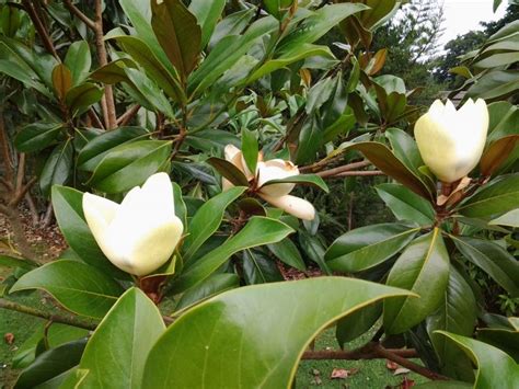 Magnolia Grandiflora Evergreen - Tree Nursery UK