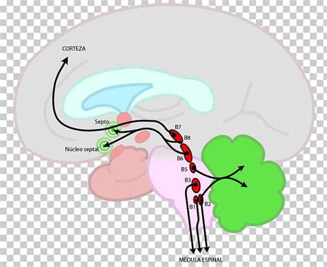 Brainstem Raphe Nuclei Nucleus Reticular Formation PNG, Clipart, Agy, Basal Ganglia, Brain ...