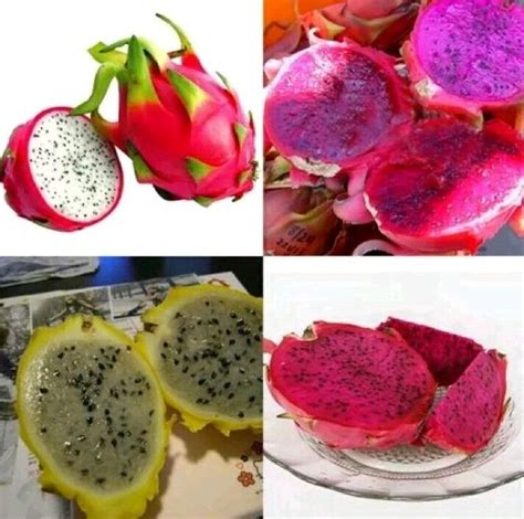 Amazon.com : 100 Seeds Dragon Fruit Pitaya Seeds Mix 4 Kinds Yellow red ...