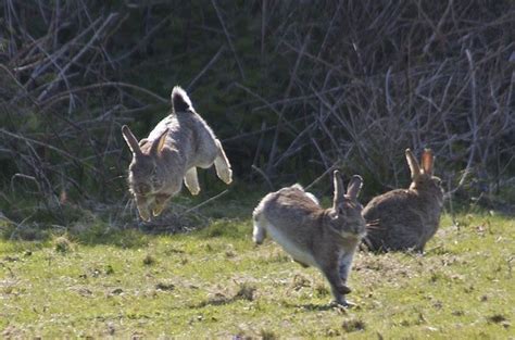 Jumping Bunnies (21 pics)