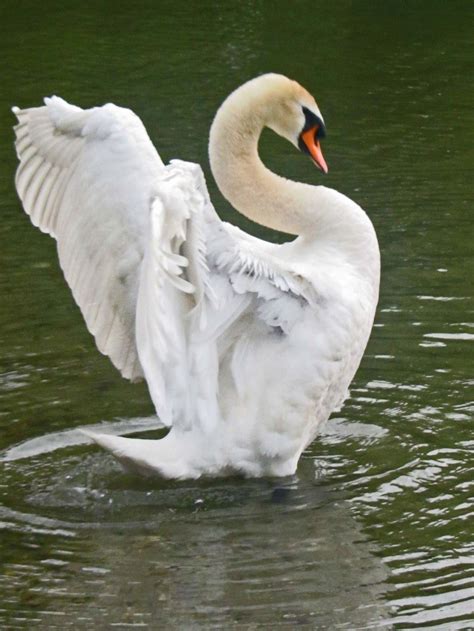 swan dance | Beautiful world, Swan, Animals