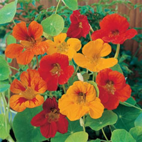 50 HEIRLOOM Nasturtium Edible Plant Climbing/vine Mix Seeds - Etsy