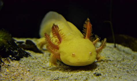 Yellow Axolotl