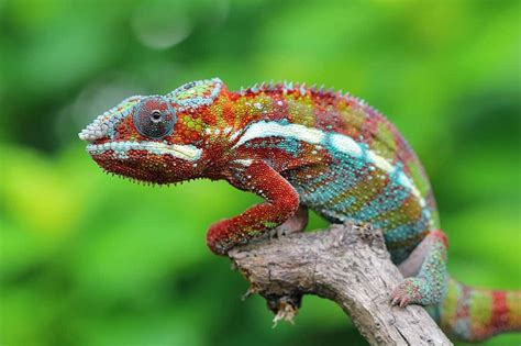 50 Colorful Chameleon Facts To Fascinate You | Facts.net