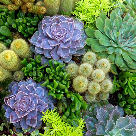 14 Tips for Planting Succulents Outdoors — The Family Handyman