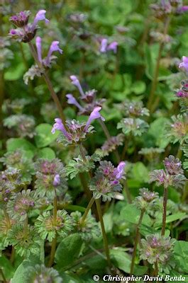 Lamium amplexicaule | Illinois Botanizer