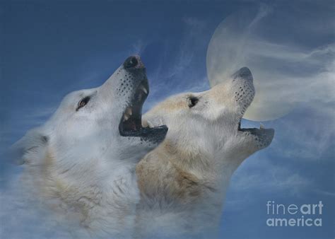 Spirit in the Sky Two Wolves Howling at the Moon Photograph by Stephanie Laird - Fine Art America