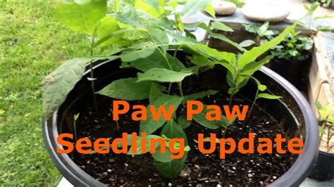 Paw Paw Seedling Update - YouTube