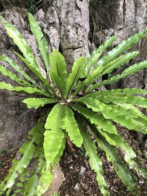 Asplenium antiquum Makino | Plants of the World Online | Kew Science