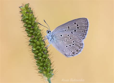 Alcon Blue | Butterfly Conservation