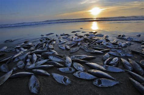 Thousands of dead fish wash ashore in S.C. - Photo 1 - CBS News