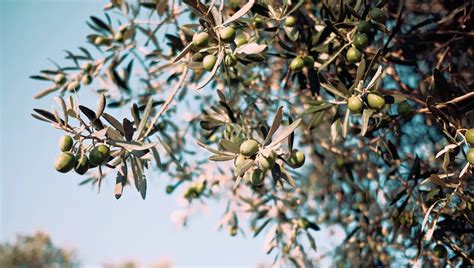 Where Does Thistle Bird Seed Come From? (Detailed Guide)