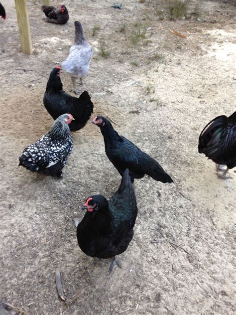 Black Sumatra hen? | BackYard Chickens - Learn How to Raise Chickens