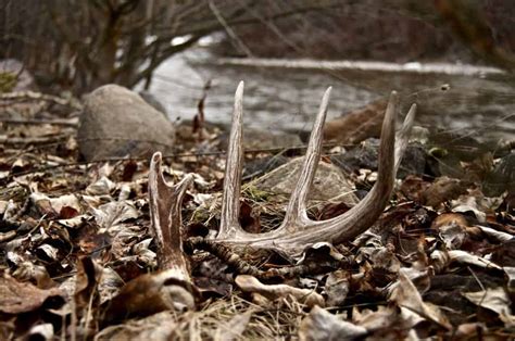 Shed Hunting 101 | Tips & Tricks – Omega Outdoors