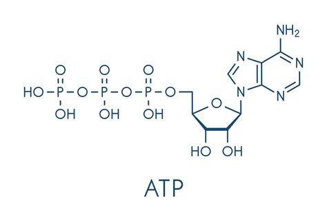 8.1 Adenosine Triphosphate (ATP) – Nutrition and Physical Fitness