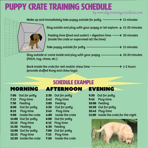 Printable Puppy Crate Training Schedule - Printable Word Searches