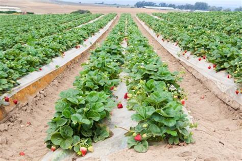 Rich Farm: Why Strawberry Farming Brings Quick Cash Compared To Other Crops