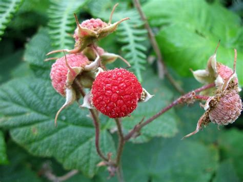 Thimbleberry Berries (Rubus parviflorus) in British Columbia