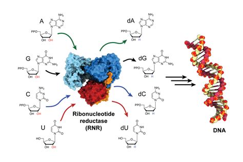 Newly discovered enzyme “square dance” helps generate DNA building blocks | MIT News ...