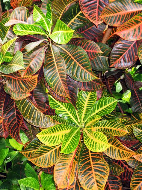 Tropical Foliage Images ~ Garden Journal 07 | Bodieswasuek