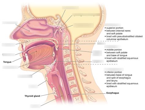 Structure of the pharynx, midsagittal view Diagram | Quizlet