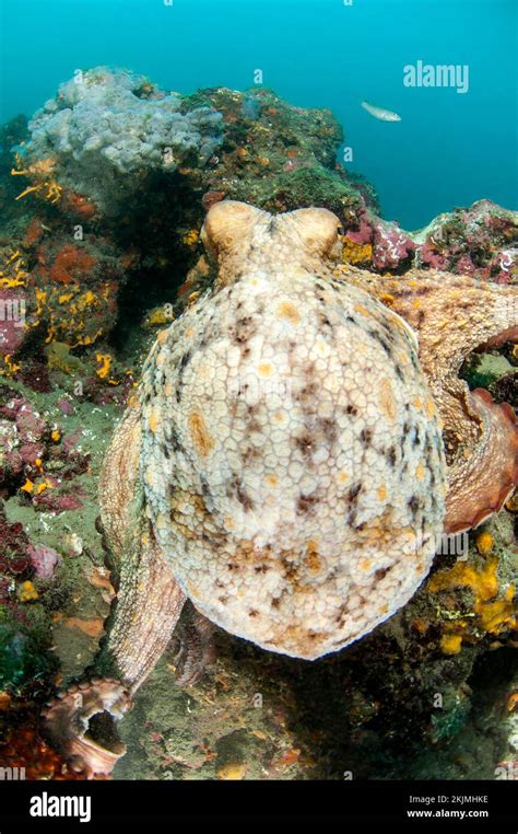 (Octopus vulgaris) on a coralligenous outcrop, "côte agathoise" Marine Protected Area, gulf of ...