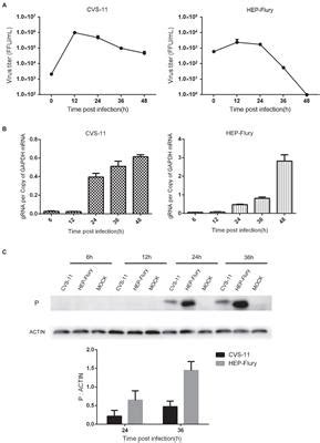 Frontiers | Rabies Virus-Induced Autophagy Is Dependent on Viral Load in BV2 Cells