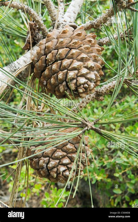 Torrey Pine (Pinus torreyana) Rarest Pine species in US, Santa Rosa Island, Channel Islands ...