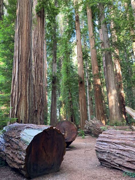 The Complete Guide to Visiting Redwood National Park - The Planet D