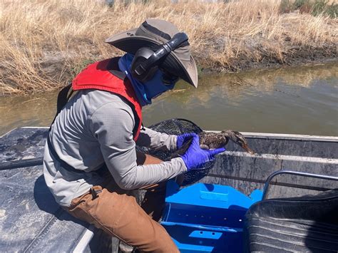 CDFW News | Efforts Intensify to Assist Avian Botulism-Affected Birds at Tulare Lake