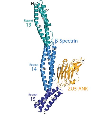 Structural basis for spectrin recognition by ankyrin | Jonathan Ipsaro