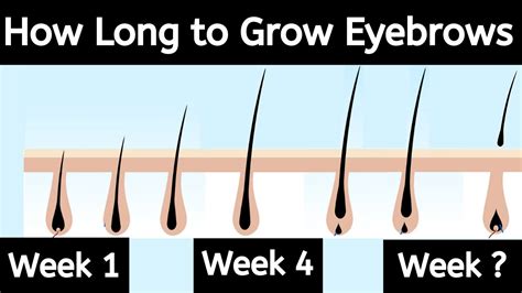 How Long Does It Take For Eyebrows To Grow Back | Eyebrows Growth Cycle ...