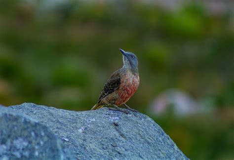 27 Stunning Birds in Cape Town | Wander Cape Town