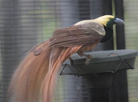 Pictures and information on Raggiana Bird-of-paradise