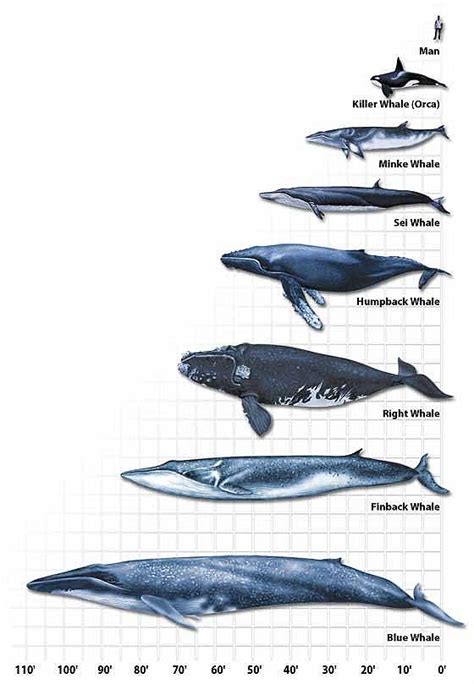 Discovering Mammals: Comparison