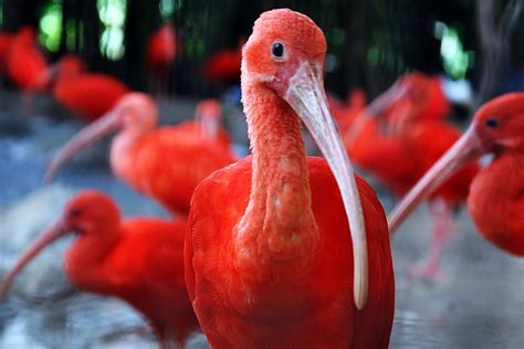 HD wallpaper: ibis, birds, animals, animal themes, red, vertebrate ...