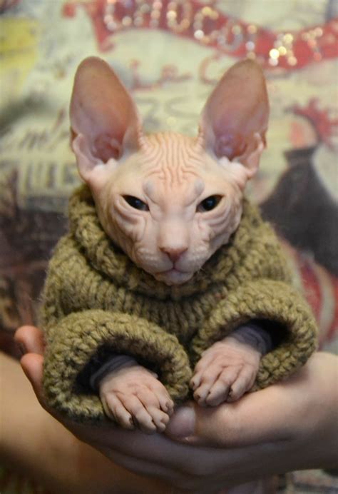 Sphynx Kitty | Cute animals, Cute cats, Hairless cat