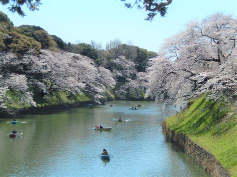 3 Most Beautiful Cherry Blossom Parks in Tokyo - iTWS japan TRAVEL PORTAL