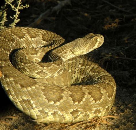 The Mojave Green Rattlesnake: a Neurotoxic Venom | Rattlesnake, Cute ...