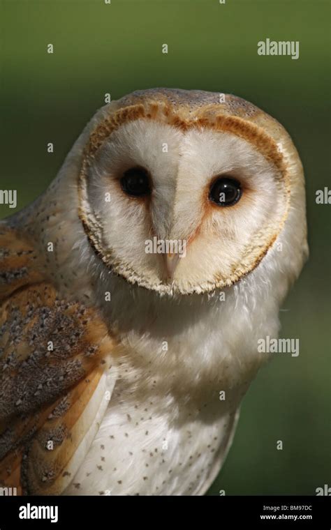 Oiseau de proie oiseaux de proie Banque de photographies et d’images à haute résolution - Alamy