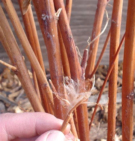 Dogbane seed pod | Flickr - Photo Sharing!