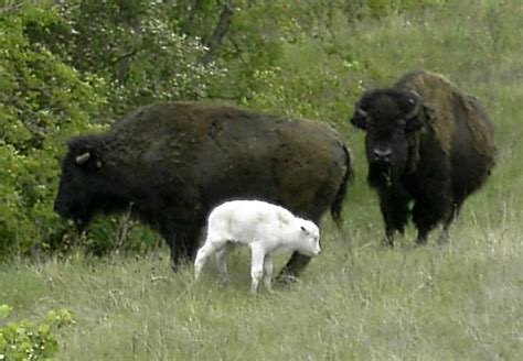 Rare Baby White Bison Born in Connecticut - Baby Animal Zoo