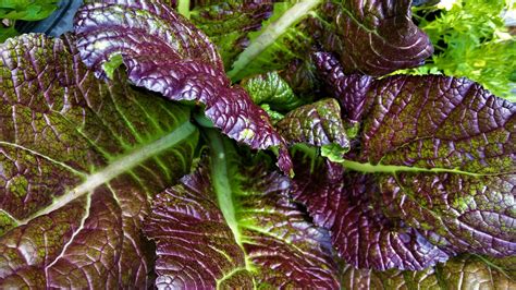 GIANT Red Mustard Plant SEEDS Vegetable Garden Organic | Etsy