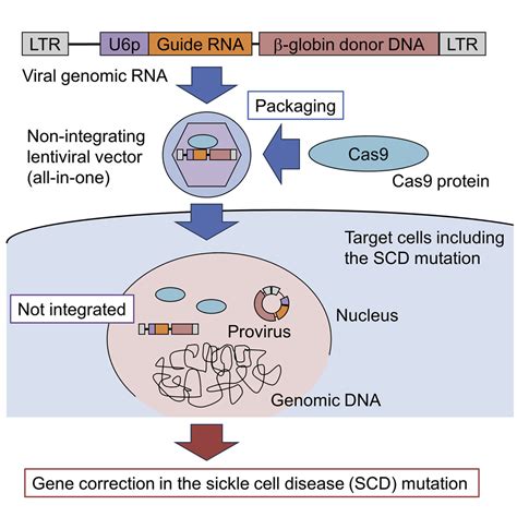 Cas9 protein delivery non-integrating lentiviral vectors for gene ...