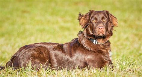 Irish Setter Spaniel Mix | Goldenacresdogs.com