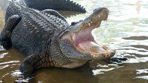 How Many Alligators Live in Texas? - AZ Animals