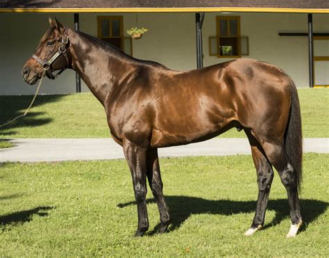 Stallions Archive - Claiborne Farm